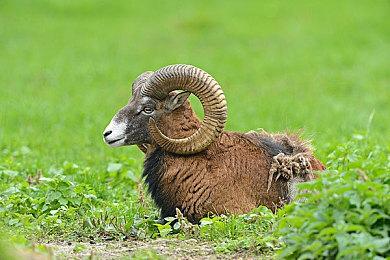 《怪物猎人 崛起》发布新任务 “双凶来袭 红之回归”